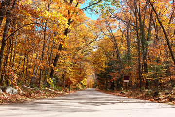 Obraz premium Jesienna scena z drogą