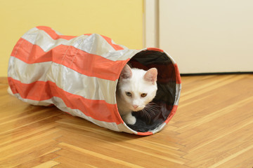White cat with heterochromia iridum lurking from the cat tunnel © Seraphim Wales