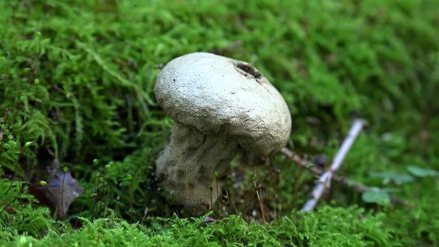 Release of puffy spores from the top hole mature puffball (Lycoperdon perlatum ) with the Spider inside.