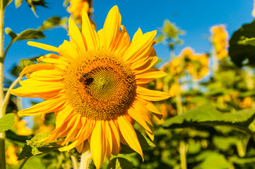 Fototapeta premium Sonnenblumen