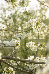 It’s simply beautiful - cherry tree in blossom