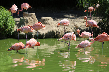 Fototapeta premium Group of Pink Flamingos