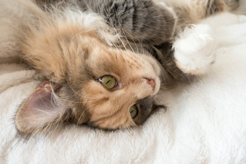 Blue tortie tabby with white Maine Coon cat laying on cat bed