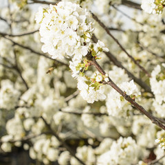 Obraz premium Cherry blossom