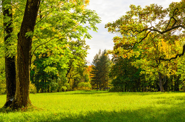 colorful autumn leaves on trees in park at sunset