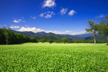 高原のソバ畑