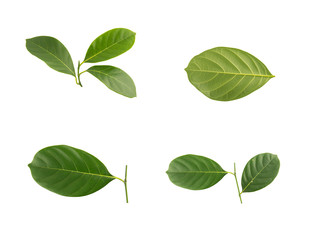 Fototapeta premium Jackfruit leaves on white background.