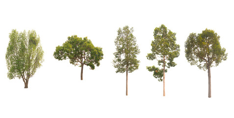 Fototapeta premium Trees Collection