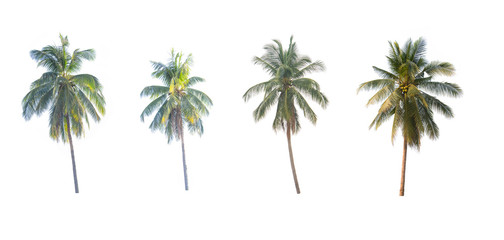 coconut trees on white background