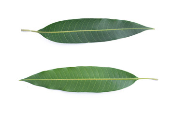 Obraz premium Green mango leaf isolated on white background
