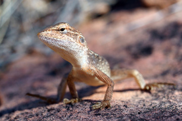 Dragon lizard
