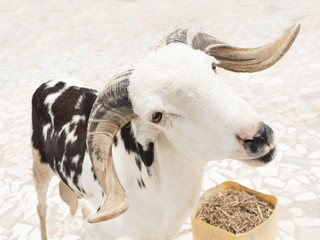Sahelian Ram with a white and black coat © Diversity Studio