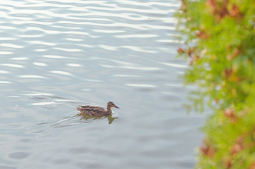 beautiful mallard duck swims in the water.