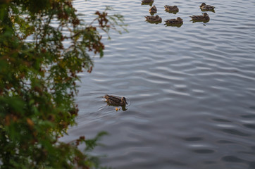A covey of wild duck is in the river.