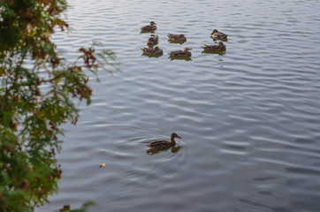 A covey of wild duck is in the river.