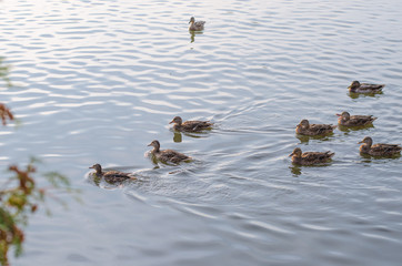 A covey of wild duck is in the river.