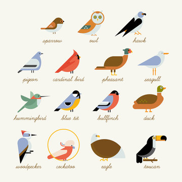 Bird icon collection. Different birds species like: owl, toucan, hummingbird, bullfinch and more vector illustration birds