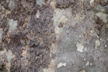 bark on the tree