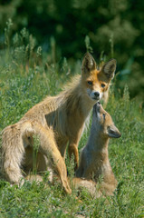 Fox with his brood went for a walk on a green meadow