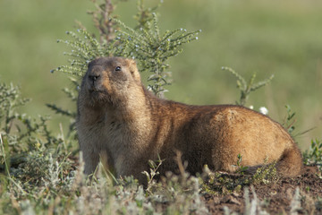 large marmots came out of hiding to bask in the warm rays of the sun