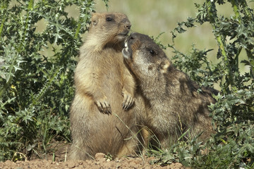 large marmots came out of hiding to bask in the warm rays of the sun