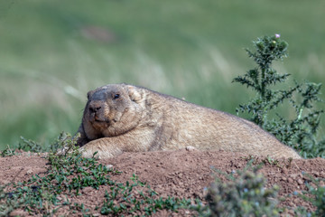 large marmots came out of hiding to bask in the warm rays of the sun