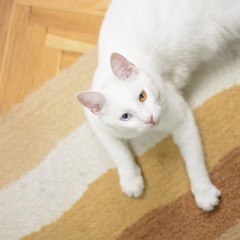Fototapeta na wymiar White cat with heterochromia iridum lying on the carpet, looking up