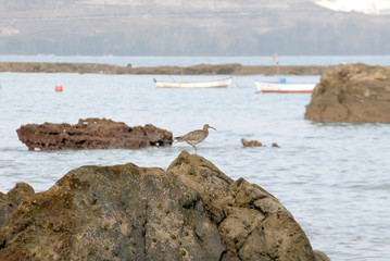 Whimbrel (Numenius phaeopus) in a reef