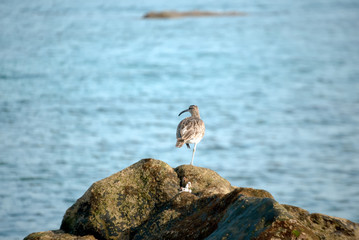 Whimbrel (Numenius phaeopus) in a reef