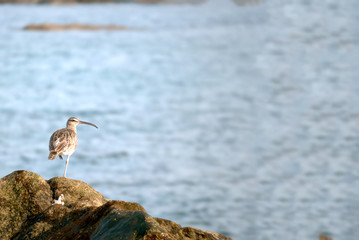 Whimbrel (Numenius phaeopus) in a reef