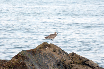 Whimbrel (Numenius phaeopus) in a reef