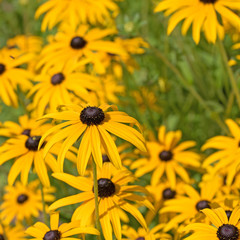 Fototapeta premium Gelber Sonnenhut, Rudbeckia