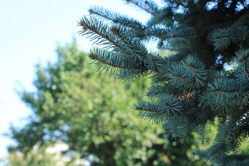 Елка летом © ane4kakuz