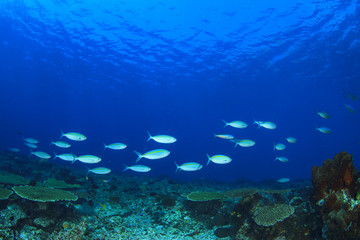 Coral Reef. Underwater Ocean, Tropical fish.