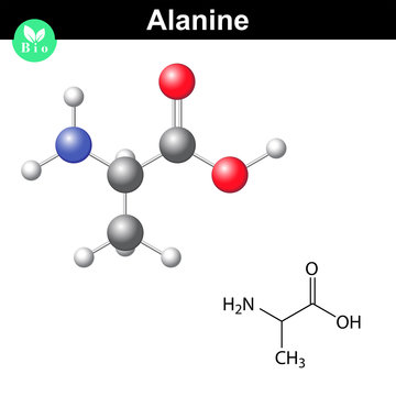 Alanine chemical structure and model
