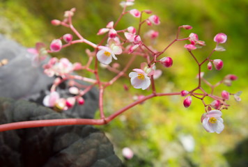 pink flowers with green nature