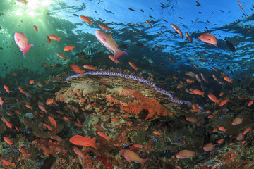 Fototapeta na wymiar Coral Reef. Underwater Ocean, Tropical fish.