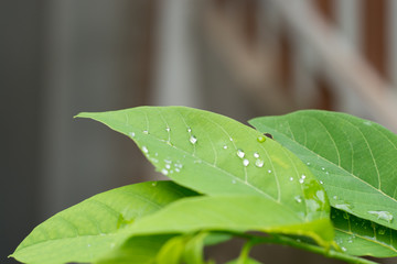 Fresh custard apple leaf background