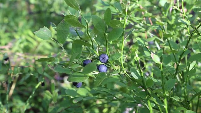 Blueberries in the forest
