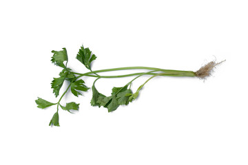 Celery isolated on White Background
