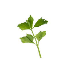 Celery isolated on White Background