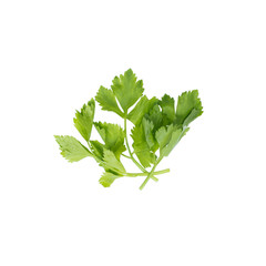 Fototapeta premium Celery isolated on White Background