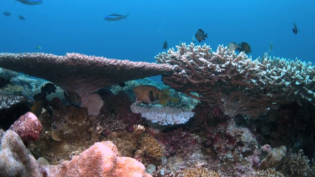 Porcupinefish under a Staghorn coral. Many fish around. 4k footage
