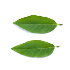 Obraz premium Custard Apple leaf isolated on white background