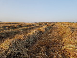mown field
