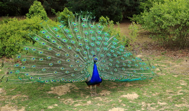 Parade du paon