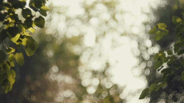 Leaves, trees, autumn foliage against sun, dreamy abstract oof details,cu