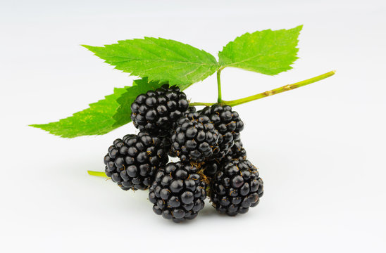sweet blackberries with leaf isolated on white