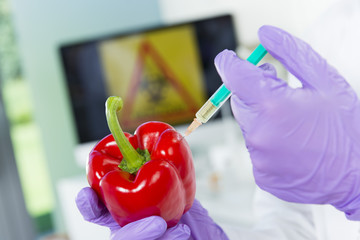 Gentechniker untersuchen Genfood Paprika im Labor