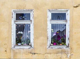 Fototapeta na wymiar window with orchid flower decoration inside